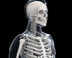 骨のはたらきとは？ 骨の病気とは？ わかりやすく解説！