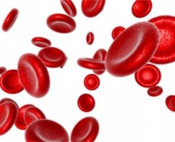 血液の成分とはたらきとは？ 赤血球・白血球とは？ わかりやすく解説！