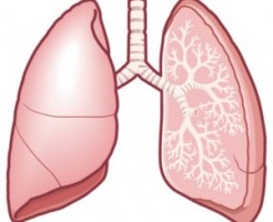 肺のつくりとはたらきとは？ わかりやすく解説！