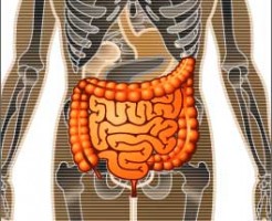 小腸・大腸のはたらきとは？ わかりやすく解説！