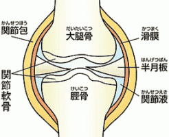 骨のつながり方とは？関節や靭帯とは？ わかりやすく解説！