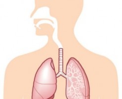 呼吸器の組立てとは？ 外呼吸と内呼吸とは？ わかりやすく解説！
