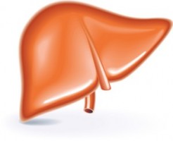 肝臓とすい臓のはたらきとは？ 胆液・すい液とは？ わかりやすく解説！