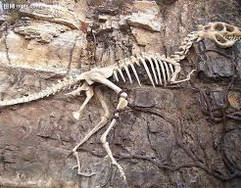 地層とそのでき方とは？化石からわかることとは？示準化石・示相化石とは？
