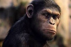 人間の進化とは？猿人・類人猿とは？ わかりやすく解説！