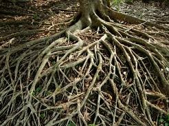 根と茎のはたらきとは？水や養分のとりかたとは？