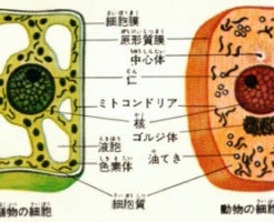 細胞のつくりとは？細胞の形と大きさとは？ わかりやすく解説！