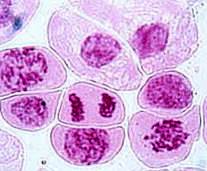 細胞分裂とは 体細胞分裂 減数分裂 無糸分裂とは 科学をわかりやすく解説