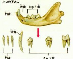 動物の歯のしくみとは？肉食・草食動物の歯の違いとは？