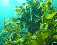 海藻類の光合成とは？植物のつくる養分とは？ わかりやすく解説！