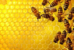ミツバチの生活とは？女王バチとはたらきバチの関係と特徴とは？