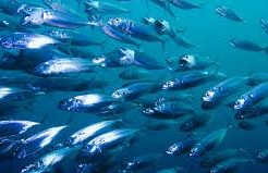 水に住む動物とは？魚の浮き袋とは？ わかりやすく解説！