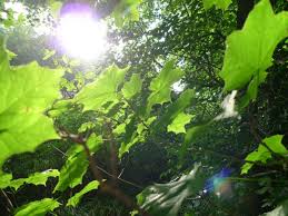 日向の植物と日陰の植物の特徴とは 植物を育てる光とは 科学をわかりやすく解説