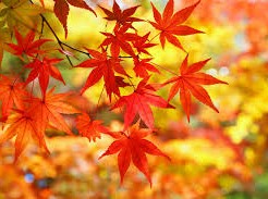 紅葉と落葉のしくみとは？ 落葉樹と常緑樹とは？