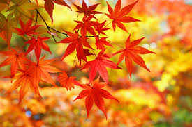 紅葉と落葉のしくみとは 落葉樹と常緑樹とは 科学をわかりやすく解説